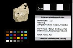 Foto (Objekt + Etiketten) von Prosopon sp. 